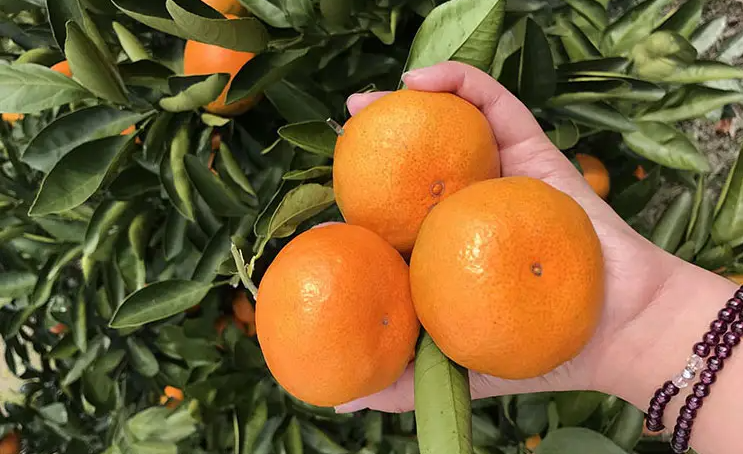 邵陽諸多農(nóng)特產(chǎn)的發(fā)源地 關(guān)于家鄉(xiāng)的雪峰山你了解多少？