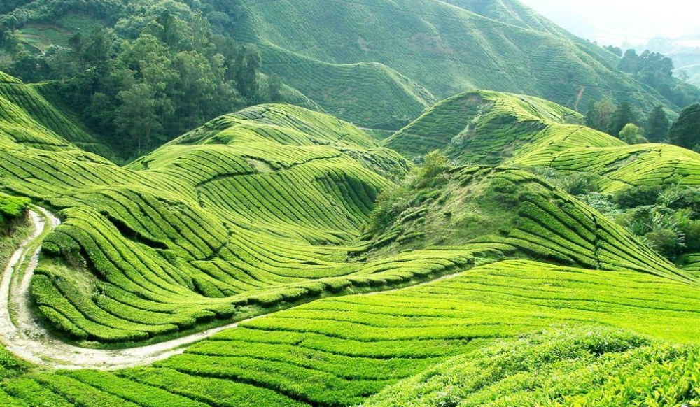邵陽諸多農(nóng)特產(chǎn)的發(fā)源地 關(guān)于家鄉(xiāng)的雪峰山你了解多少？
